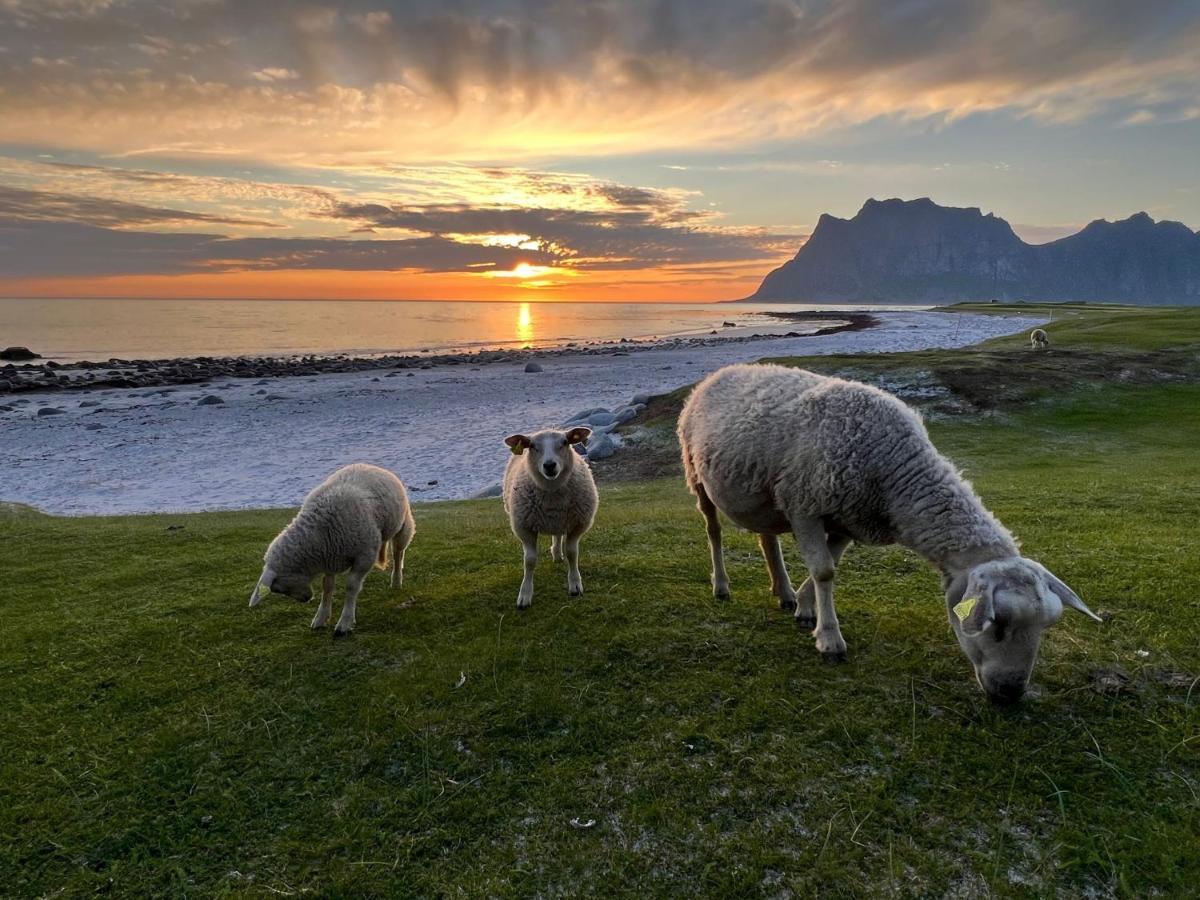 Real Fisherman'S Cabins In Ballstad, Lofoten Ngoại thất bức ảnh